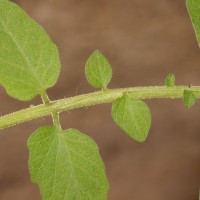 Solanum lycopersicum L.